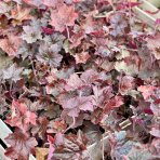 Heuchera hybridná (Heuchera Hybrida) ´PALACE PURPLE´ - kont. P9